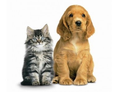5 Year Accident Protection Plan (Pets Included)
